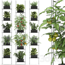 Vertical gardening. 69 Shelf kitchen garden vegetables tomatoes herbs rosemary basil lettuce garden kitchen decor eco design Fitowall 3D Models 