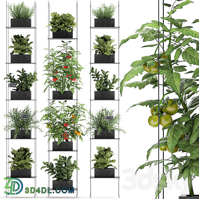 Vertical gardening. 69 Shelf kitchen garden vegetables tomatoes herbs rosemary basil lettuce garden kitchen decor eco design Fitowall 3D Models