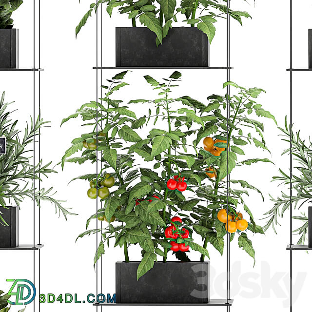 Vertical gardening. 69 Shelf kitchen garden vegetables tomatoes herbs rosemary basil lettuce garden kitchen decor eco design Fitowall 3D Models