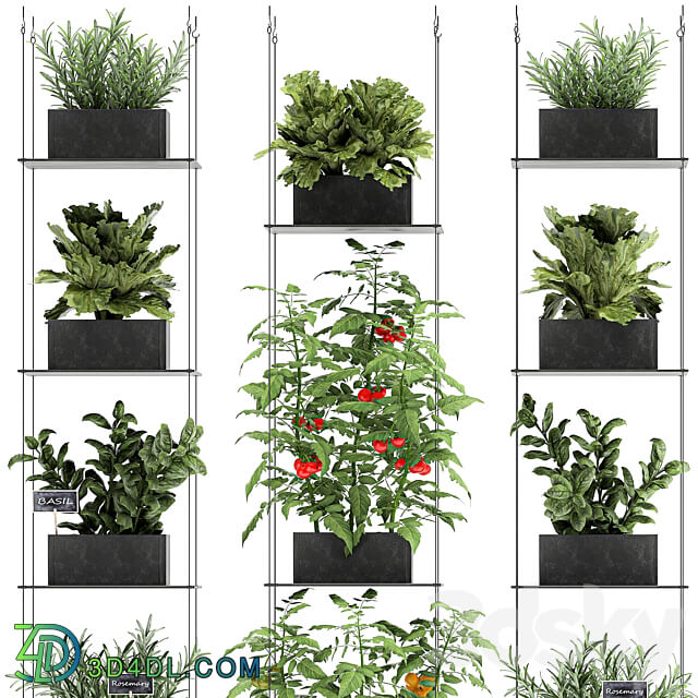 Vertical gardening. 69 Shelf kitchen garden vegetables tomatoes herbs rosemary basil lettuce garden kitchen decor eco design Fitowall 3D Models