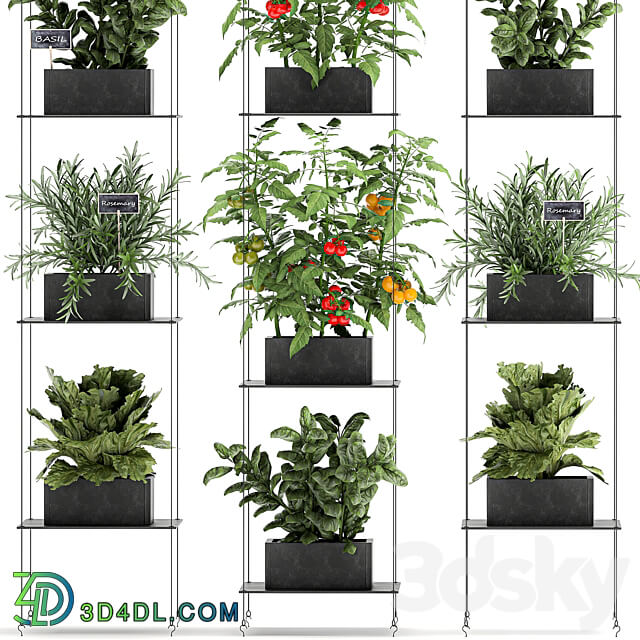 Vertical gardening. 69 Shelf kitchen garden vegetables tomatoes herbs rosemary basil lettuce garden kitchen decor eco design Fitowall 3D Models