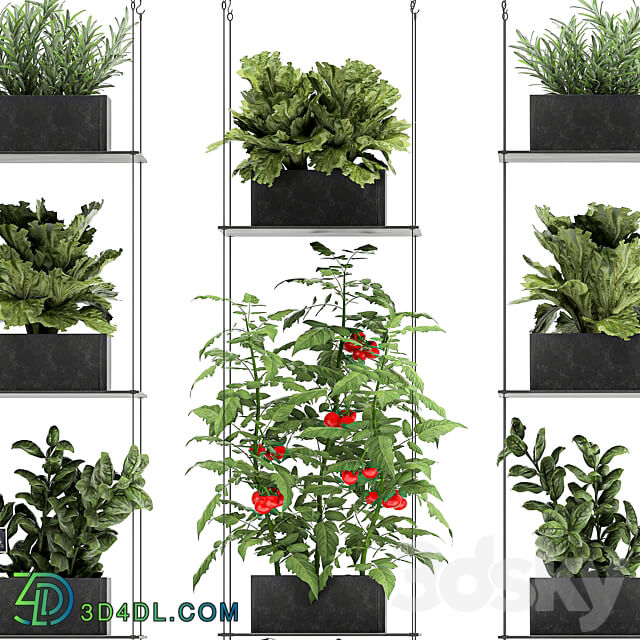 Vertical gardening. 69 Shelf kitchen garden vegetables tomatoes herbs rosemary basil lettuce garden kitchen decor eco design Fitowall 3D Models