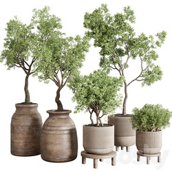 collection indoor outdoor plant 141 vase concrete wood old pot tree corona 3D Models 3DSKY 