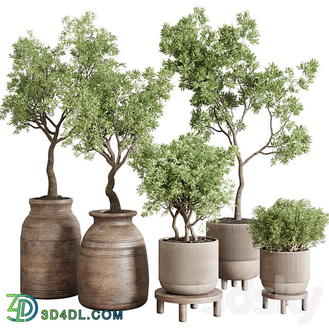 collection indoor outdoor plant 141 vase concrete wood old pot tree corona 3D Models 3DSKY