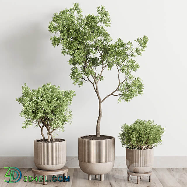 collection indoor outdoor plant 141 vase concrete wood old pot tree corona 3D Models 3DSKY