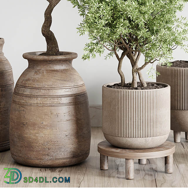 collection indoor outdoor plant 141 vase concrete wood old pot tree corona 3D Models 3DSKY