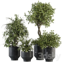indoor Plant Set 308 Tree and Plant Set in Black pot 3D Models 3DSKY 