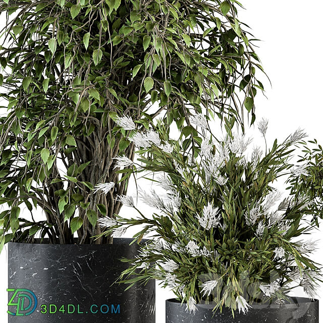 indoor Plant Set 308 Tree and Plant Set in Black pot 3D Models 3DSKY