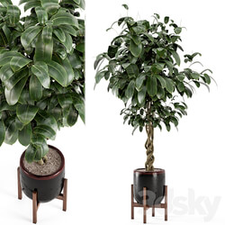 Indoor Plants in Combination of wood concrete Pot Set 301 3D Models 3DSKY 