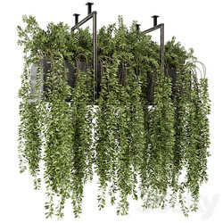 Indoor Hanging Plants in Metal Box Set 303 3D Models 3DSKY 