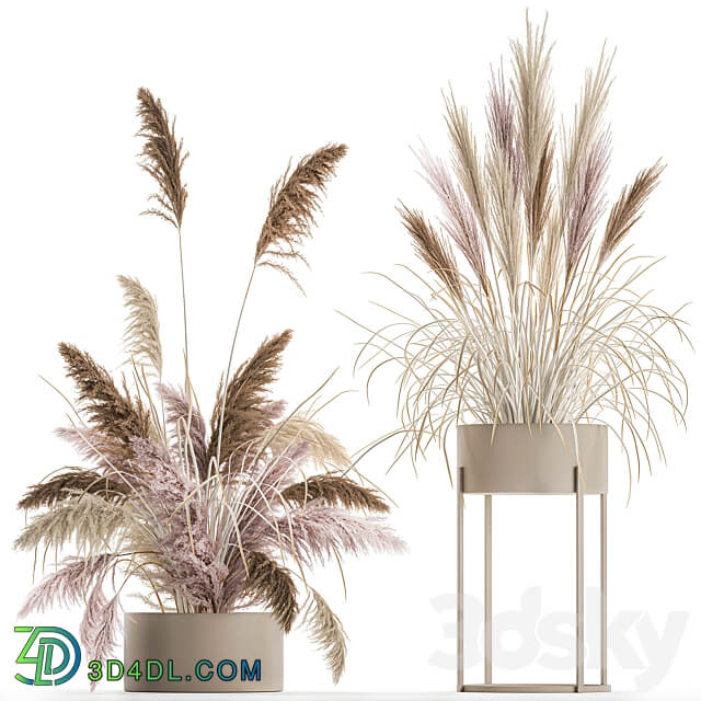Bouquet 196. Pampas grass reeds dried flowers vase pot flowerpot dry stabilized painted natural decor eco design wedding decorations 3D Models