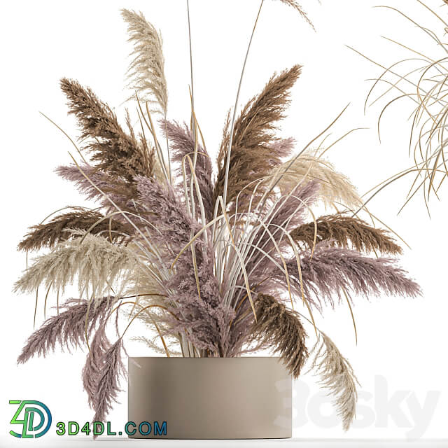 Bouquet 196. Pampas grass reeds dried flowers vase pot flowerpot dry stabilized painted natural decor eco design wedding decorations 3D Models