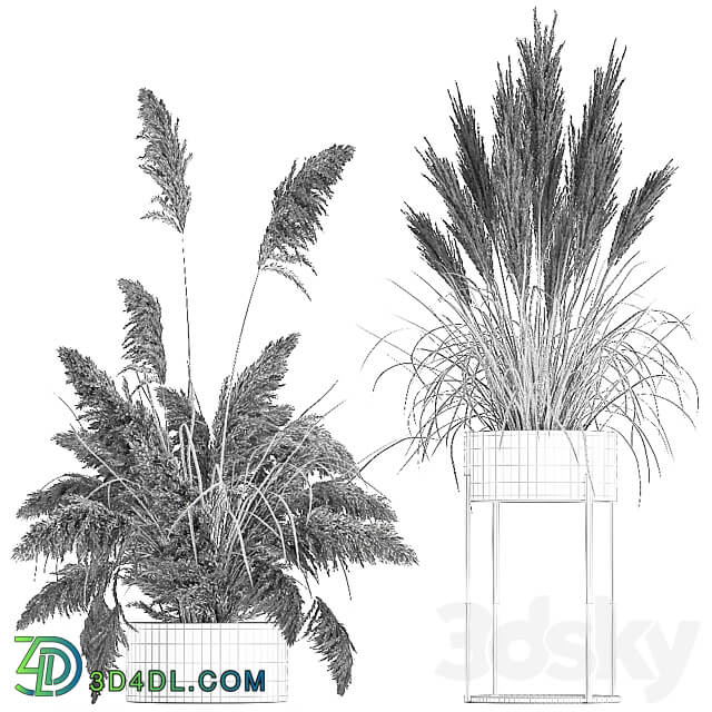 Bouquet 196. Pampas grass reeds dried flowers vase pot flowerpot dry stabilized painted natural decor eco design wedding decorations 3D Models