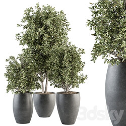 Outdoor Plant Set 306 Plant and Tree Set 3D Models 3DSKY 