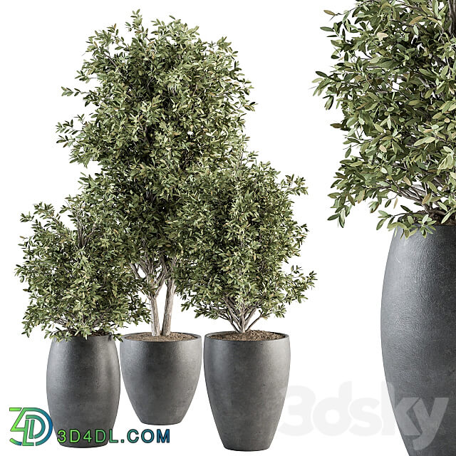 Outdoor Plant Set 306 Plant and Tree Set 3D Models 3DSKY