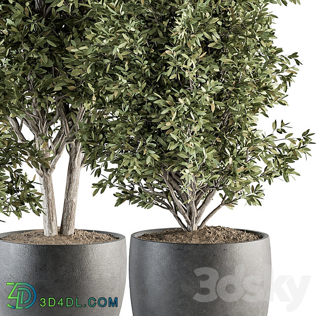 Outdoor Plant Set 306 Plant and Tree Set 3D Models 3DSKY