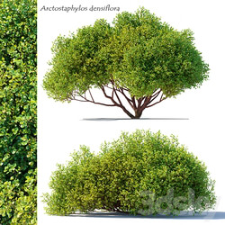 Arctostaphylos densiflora 3D Models 3DSKY 