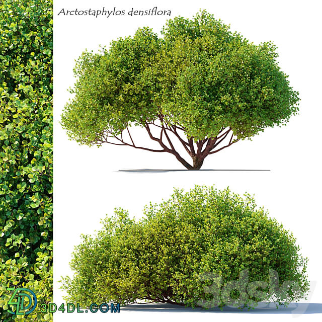 Arctostaphylos densiflora 3D Models 3DSKY