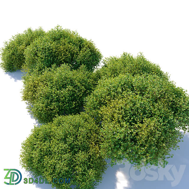 Arctostaphylos densiflora 3D Models 3DSKY