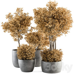 Outdoor Plant Set 322 Autumn Plant and Tree Set 3D Models 3DSKY 