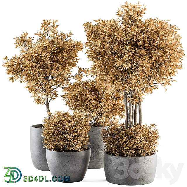 Outdoor Plant Set 322 Autumn Plant and Tree Set 3D Models 3DSKY