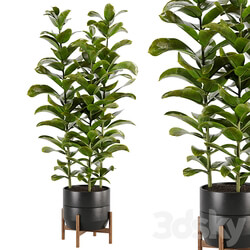 indoor plant Set 02 3D Models 3DSKY 