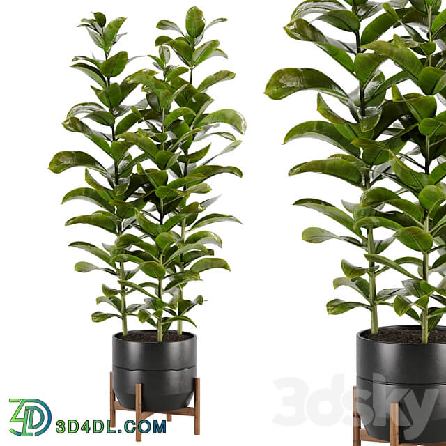 indoor plant Set 02 3D Models 3DSKY