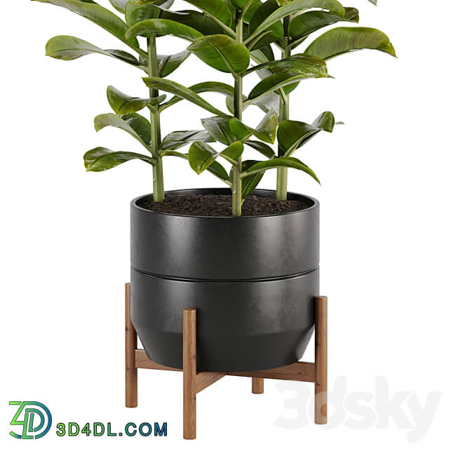 indoor plant Set 02 3D Models 3DSKY