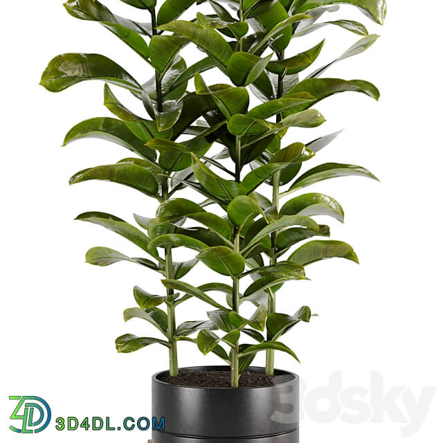 indoor plant Set 02 3D Models 3DSKY