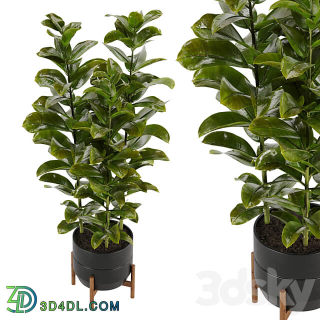 indoor plant Set 02 3D Models 3DSKY