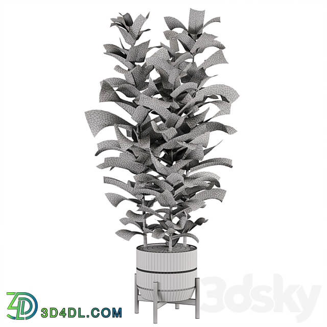 indoor plant Set 02 3D Models 3DSKY