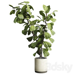 Indoor plant 149 plant ficus lyrata concrete vase 3D Models 3DSKY 