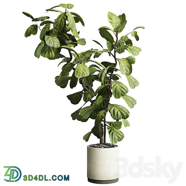 Indoor plant 149 plant ficus lyrata concrete vase 3D Models 3DSKY