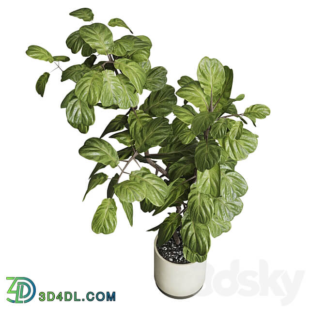 Indoor plant 149 plant ficus lyrata concrete vase 3D Models 3DSKY