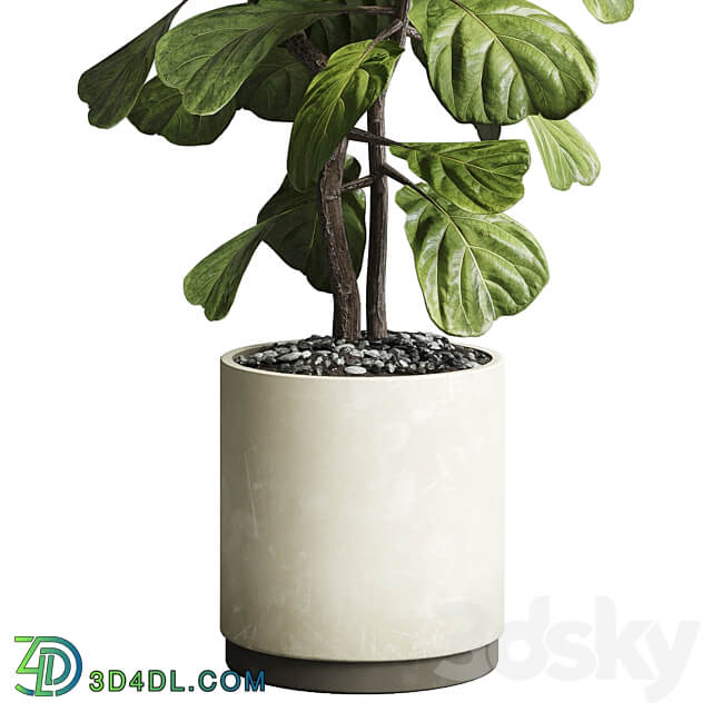 Indoor plant 149 plant ficus lyrata concrete vase 3D Models 3DSKY