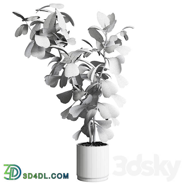 Indoor plant 149 plant ficus lyrata concrete vase 3D Models 3DSKY