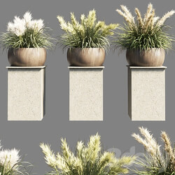 Collection outdoor indoor 70 pot palnt grass the dry pampas stand vase wooden 3D Models 3DSKY 