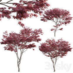 Japanese maple Acer palmatum 01 3D Models 3DSKY 