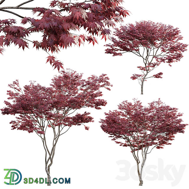 Japanese maple Acer palmatum 01 3D Models 3DSKY