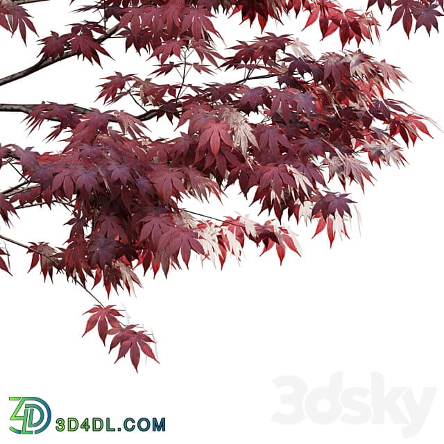 Japanese maple Acer palmatum 01 3D Models 3DSKY