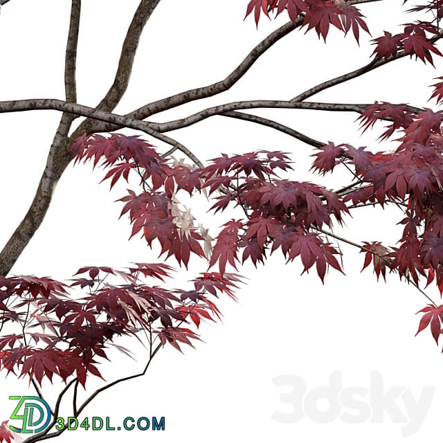 Japanese maple Acer palmatum 01 3D Models 3DSKY