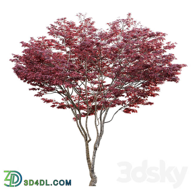 Japanese maple Acer palmatum 01 3D Models 3DSKY