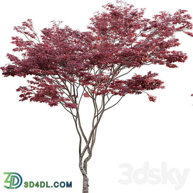 Japanese maple Acer palmatum 01 3D Models 3DSKY