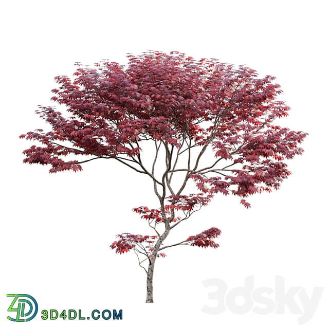 Japanese maple Acer palmatum 01 3D Models 3DSKY