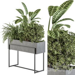 indoor Plant Set 321 Plant Set in Black Box 3D Models 3DSKY 