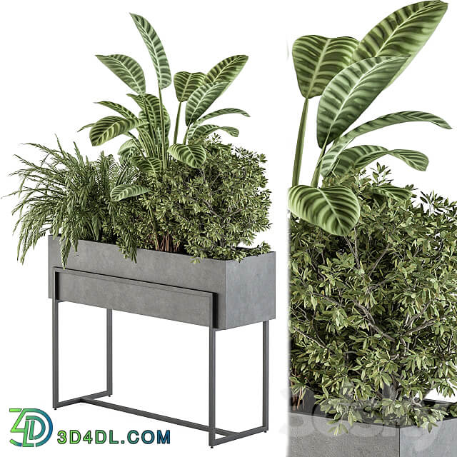 indoor Plant Set 321 Plant Set in Black Box 3D Models 3DSKY