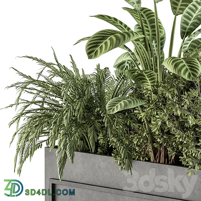 indoor Plant Set 321 Plant Set in Black Box 3D Models 3DSKY