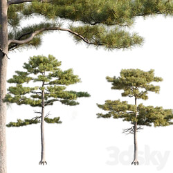 Pinus tabuliformis 2 3D Models 3DSKY 