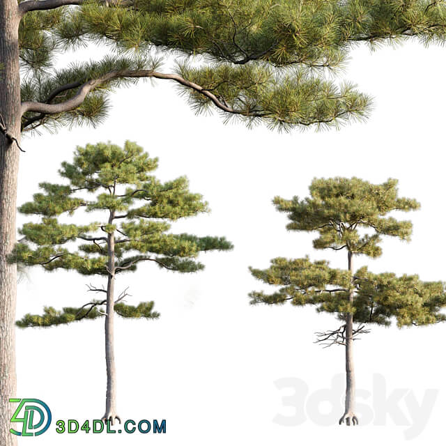 Pinus tabuliformis 2 3D Models 3DSKY