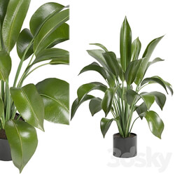 Indoor Plants in Ferm Living Bau Pot Large Set 136 3D Models 3DSKY 